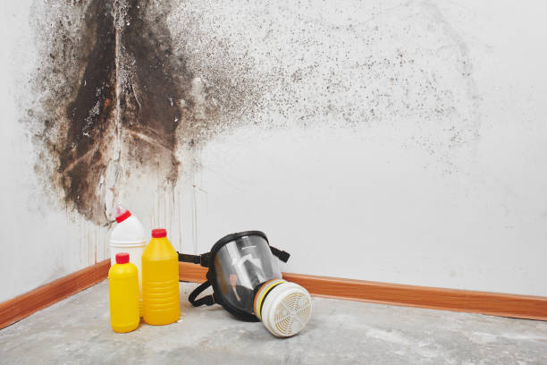 Best Mold Remediation  in Durand, IL