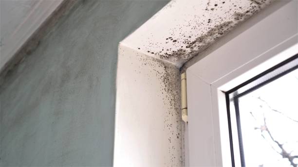 Best Toxic Mold Removal  in Durand, IL