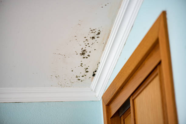 Best Affordable Mold Removal  in Durand, IL
