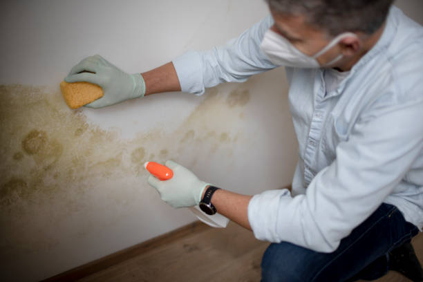 Best Certified Mold Removal  in Durand, IL