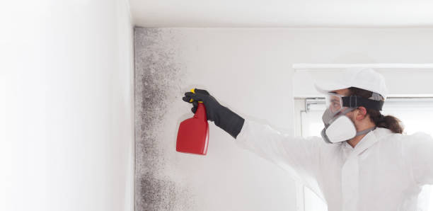 Best Residential Mold Removal  in Durand, IL