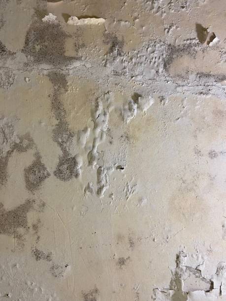 Best Mold Testing  in Durand, IL