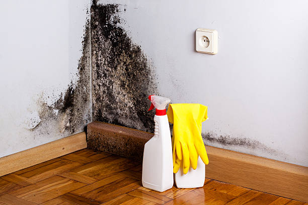 Best Commercial Mold Removal  in Durand, IL